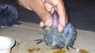 Hand Feeding Pigeon Babies water and wheat flour mixture [upl. by Agarhs]