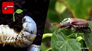 Junikäfer im Garten Schädlinge erkennen und einfach bekämpfen [upl. by Igig]