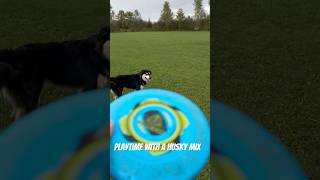 Will he catch kaos puppy husky Aussie shepherd collie mix wwk ytshorts puppyshorts dogs [upl. by Holden]