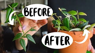 How To Make Your Hoya Houseplants MORE FULL Hoya Plant Propagation [upl. by Ahsiruam]