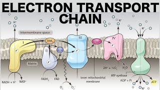 Electron Transport Chain Oxidative Phosphorylation [upl. by Stephannie]