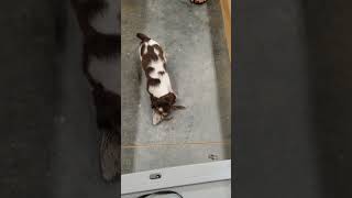 FIELD BRED ENGLISH SPRINGER SPANIEL PUPPIES [upl. by Ailongam866]