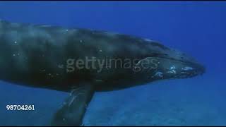 These Songs Sound Similar Finding Nemo Humpback Whales and WallE [upl. by Spatz28]