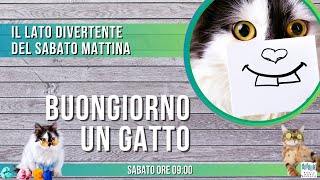 Buongiorno un gatto  Teste di gatto tra di noi [upl. by Marabel]