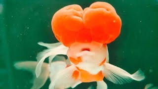 Most Beautiful Red Cap Oranda Goldfish Double Head Red Cap [upl. by Ahtibbat]