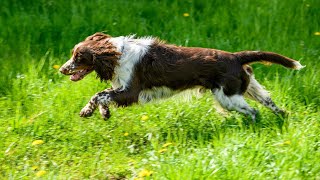 A Step by Step Guide to Crate Training Your English Springer Spaniel [upl. by Davon766]