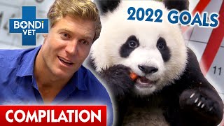 Bondi Vets New Years Resolutions  Compilation  Bondi Vet [upl. by Trisha]