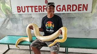 Brother Having Fun w the Burmmesse 🐍 Snake [upl. by Seek]