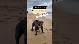 Tommy’s Australian Road Trip  NSW edition [upl. by Isiahi619]