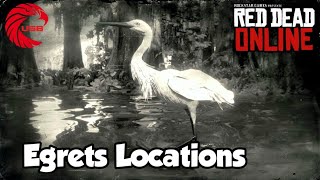 Egrets Locations rdr2 Online  Red Dead Online Egrets Location Guide [upl. by Dlaner]