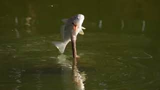 Anhinga “Snakebird” “Water Turkey” Famous spear technique for fishing [upl. by Atila]