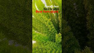 foxtail fern propagation foxtailfern fernplant indoorplants plants gardening [upl. by Dihahs]