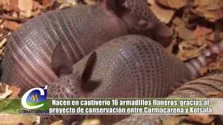 NOTA NACEN 16 ARMADILLOS LLANEROS EN CAUTIVERIO [upl. by Gregson276]