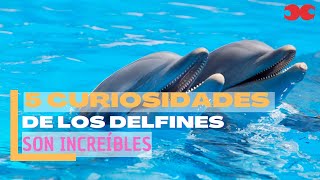 Lo más EXTRAÑO de los DELFINES ¿Cómo funciona su cerebro 🧠Animales acuáticos Animales marinos [upl. by Hansel388]