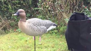 New Avian X pinkfoot geese decoys [upl. by Shuma8]