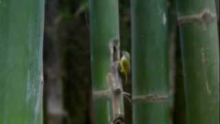 Yellowbellied Warbler [upl. by Ecneret449]