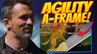 EASY AFrame Agility Training for Dogs [upl. by Kenneth]