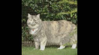 How to Keep Cats Safe Outdoors with Cat Enclosures and Cat Fencing by ProtectaPet [upl. by Florian]