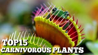 Top 15 Carnivorous Plants That Can Eat Animals  Top10 World [upl. by Uaeb]