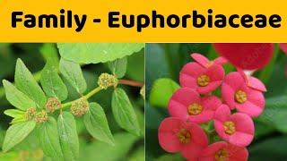 Euphorbiaceae Family  Floral Formula  Economic Importance of Family Euphorbiaceae [upl. by Essam]