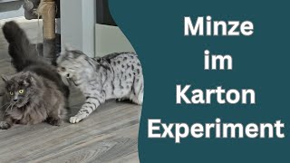 Was passiert wenn man Katzenminze einfach in den Karton schüttet [upl. by Birecree115]