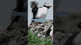 The auk The Alcidae family shortvideo shortsviral seabirds birds nature [upl. by Jandel320]