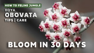 How to get Hoyas to Flower  Hoya Care Tips amp Tricks [upl. by Coates]