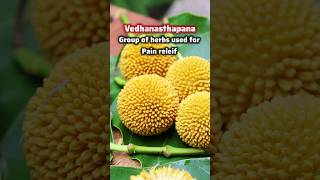 Ep74 of Vedic Recipes कदम्ब पुष्प Kadamba Flower  Uses of Kadamba flower in Ayurveda shorts [upl. by Draillih]