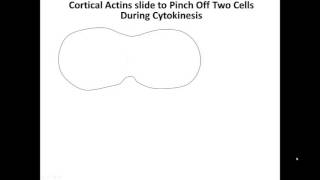 Actin and Cytokinesis [upl. by Noillimaxam104]