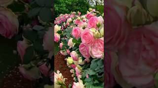 Amazing Eden rose flowers garden climbing rose plants 254 [upl. by Atiek]