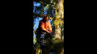 Big Leaf Maple Tree Removal in The Forest ServiceAs Tall As These Get [upl. by Issie]