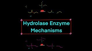 Types of Hydrolase Enzymes w Mechanisms peptidase nuclease lipase glycosylase phosphatase [upl. by Hilten]