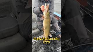 Finally got a musky in the boat musky fishing wisconsin bigfish [upl. by Aratihc]