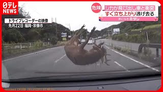 【危険】シカが車と衝突…「気づいた時には、車の前に…」 福岡 [upl. by Vannie321]