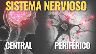 El SISTEMA NERVIOSO CENTRAL y PERIFÉRICO [upl. by Dnomyar]