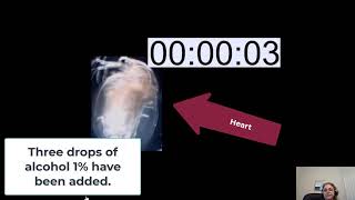 The Effects of Alcohol on the heart rate of Daphnia magna [upl. by Hedvige]