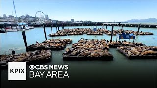 Why the sea lion population at San Franciscos Pier 39 is dramatically increasing [upl. by Yttak820]