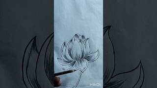 Lotus 🪷 pencil drawing art ytshorts [upl. by Eycats281]