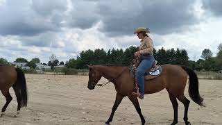 Horse show competition in Listowel Ontario 2024 [upl. by Ognimod]