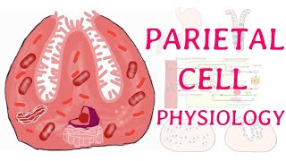 Physiology of parietal cell Brief explanation [upl. by Scarlet]