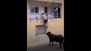 ¡Increíble Momento🐂🔥Un Toro Sube a la Pared para Alcanzar a un Aficionado en la Ventana😱 toros [upl. by Champagne690]