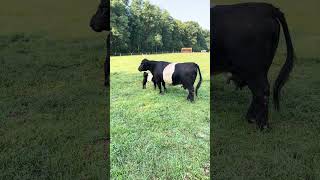 Belted Galloway Homestead [upl. by Ellicec853]