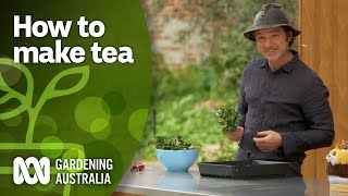 Making homemade green tea using this camellia variety  DIY Garden Projects  Gardening Australia [upl. by Anytsirhc971]