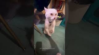 Funny animals 😂😻😂 shorts funny cat dog animals pets Funny video collection [upl. by Gerbold]