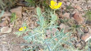 Argemone mexicana  Mexican Poppy Maxican Prickly Poppy Satyanashi cardo cardosantoPrickly Leaf [upl. by Elamor]