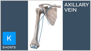 Axillary vein in less than 1 minute  Kenhub shorts [upl. by Aeriela]