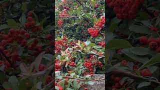 Піраканта яскравочервона або глодівець червоний Pyracantha coccinea floweringplant nature [upl. by Leonor]