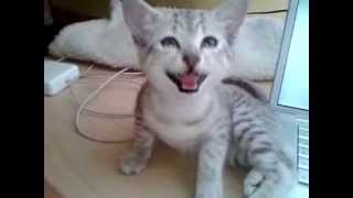 Cleopatra Egyptian Mau kitten talking [upl. by Einobe]