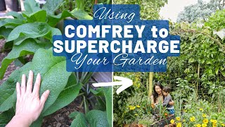 Growing and using comfrey  a free fertiliser to supercharge your garden  Permaculture food forest [upl. by Nylarad]