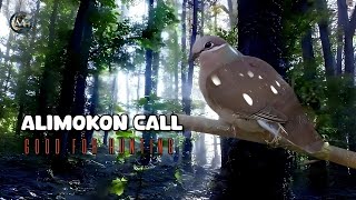 Alimokon Call Good for Hunting  White Eared Brown Dove  Nature  Forest Calming bird sounds [upl. by Zetrauq]